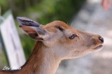 DSC_2936.jpg