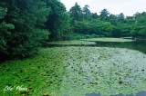 DSC_5116.jpg