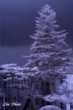DSC_5120.jpg