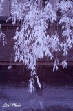 DSC_5205.jpg