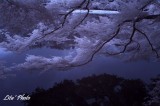 DSC_5237.jpg