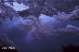 DSC_5239.jpg