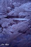 DSC_5241.jpg