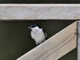 Blue and White Swallow