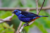 Opel-rumped Tanager
