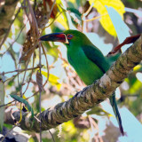 Crimson-rumped Toucanet