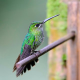 Green-crowned Brilliant