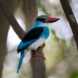 Blue Breasted Kingfisher