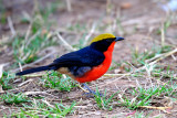 Yellow-crowned Gonolek