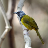 Oriole Warbler