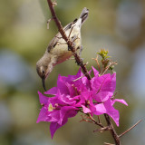 Beautiful Sunbird female