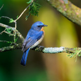 Hill Blue Flycatcher