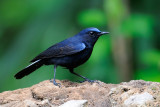 White-tailed Robin