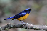 Rufous-bellied Niltava