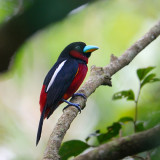 Black and Red Broadbill