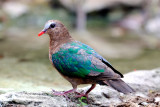 Emerald Dove