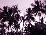 IMG_0006.jpg