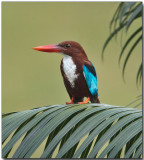 White-breasted Kingfisher