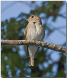 Asian Brown Flycatcher