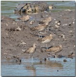 Whimbrels + Estuarine Crocodile