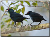 Asian Glossy Starling