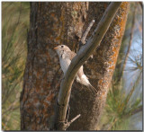 Asian Brown Flycatcher