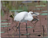 Little Egret - bird v. fish