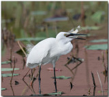 Little Egret - bird v. fish