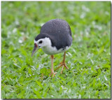 White-breasted Waterhen