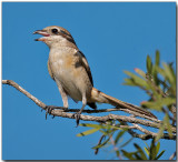 Tiger Shrike