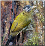 Laced Woodpecker - female