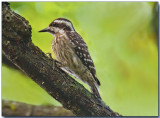 Sunda Woodpecker