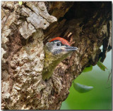 Laced Woodpecker - juvenile male