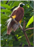 Lesser Bird of Paradise