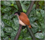 12-wired Bird of Paradise - female