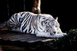White Tiger 01.jpg