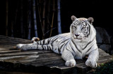 White Tiger 05.jpg