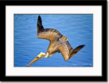 Diving Brown Pelican