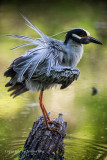 Yellow Crown Heron