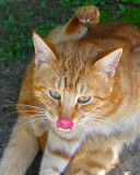 01 10 09 Kittys tongue, edited on laptop.jpg