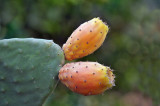 110 Cactus Fruit.jpg
