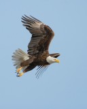 Eagle .NT6190.jpg