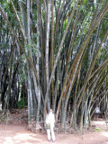 Big Bamboos