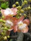 Cannonball Tree Flowers