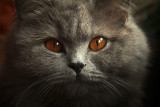 Figaro eyes 3 web.jpg