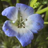 Blue flower web.jpg