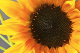 Sunflower 02 web.jpg