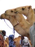 Camels