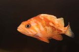 Canary Rockfish (juvenile)