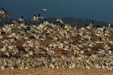Snowgeese Fly By